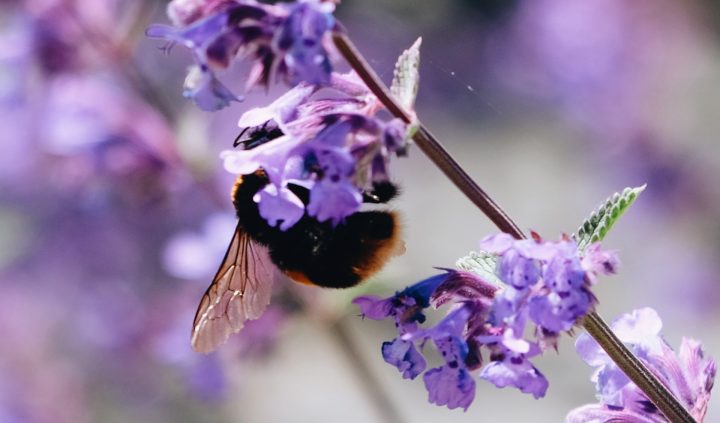 Campaign Hub MOTE Ipswich